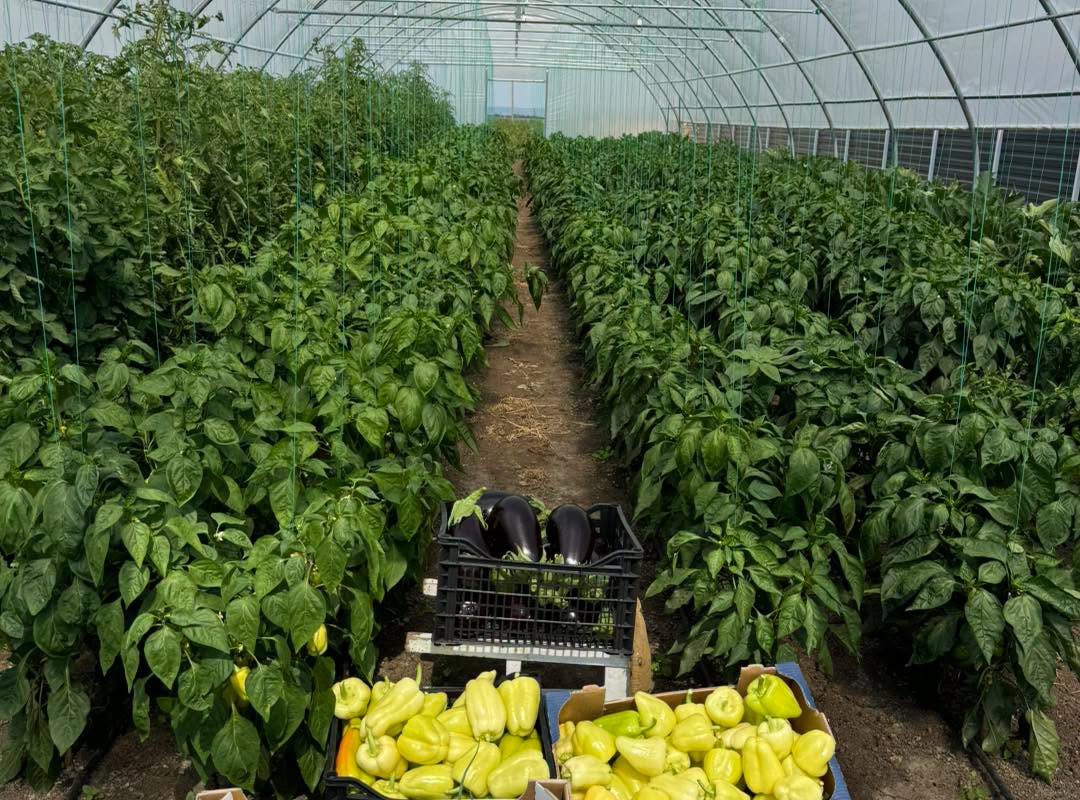 Legume proaspete cultivate în solariile Casa Share din Popricani, Iași