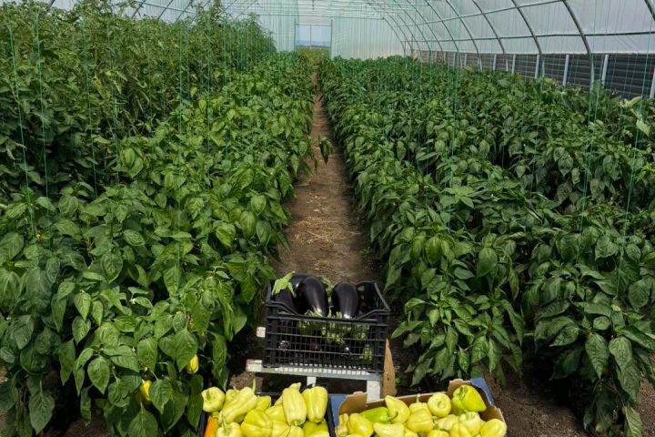 Legume proaspete cultivate în solariile Casa Share din Popricani, Iași