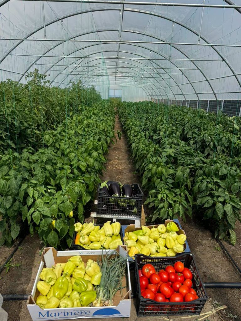 Legume proaspete cultivate în solariile Casa Share din Popricani, Iași